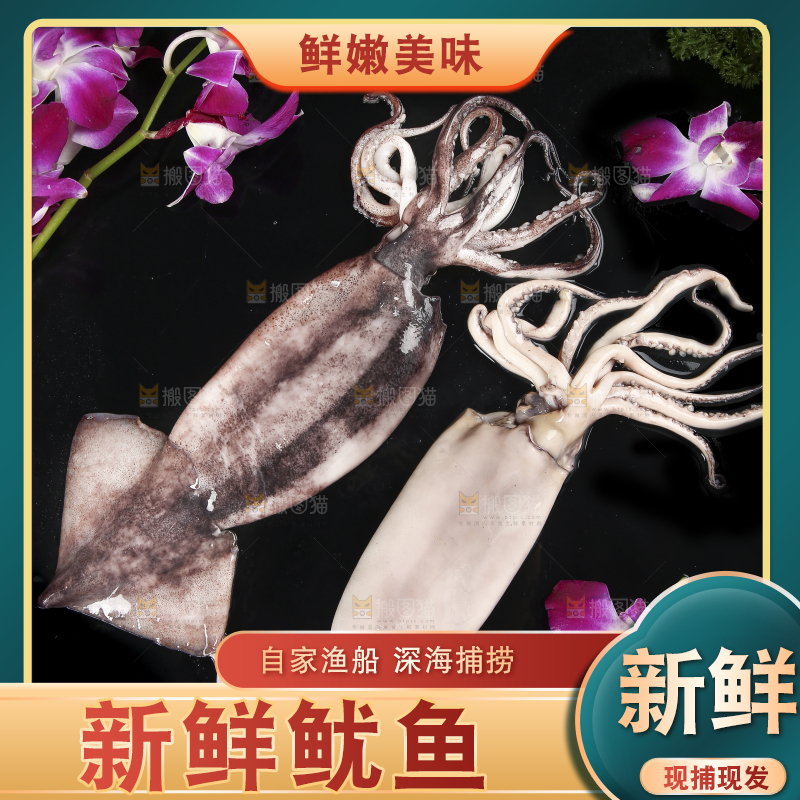 黑底上的鱿鱼