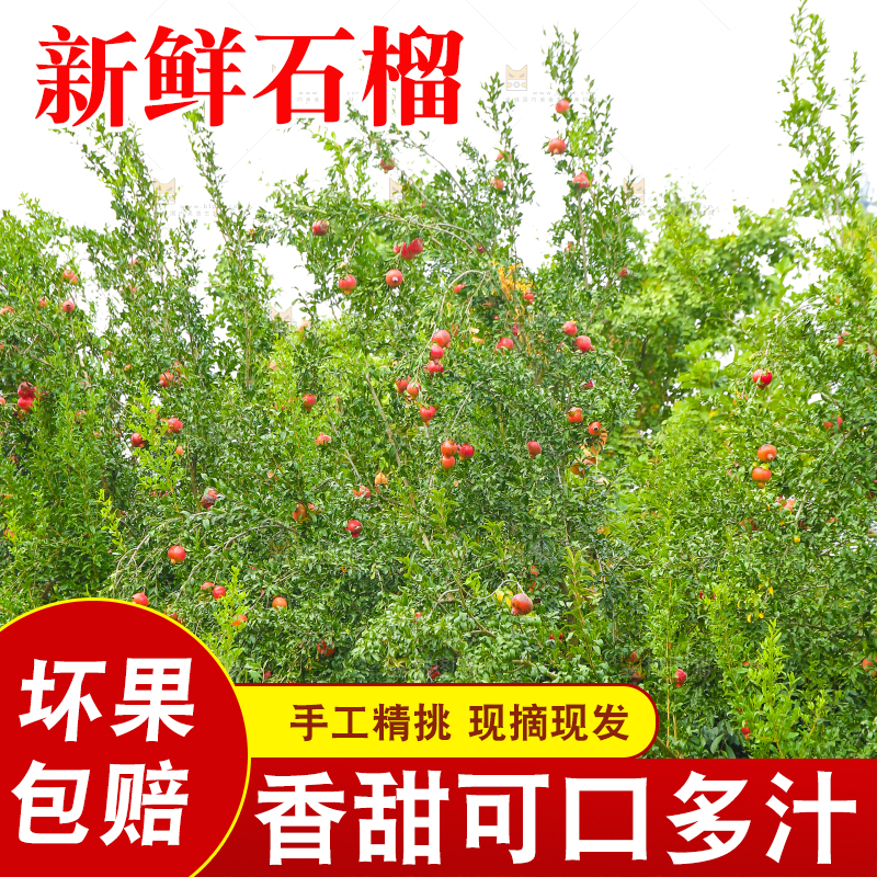 石榴产地