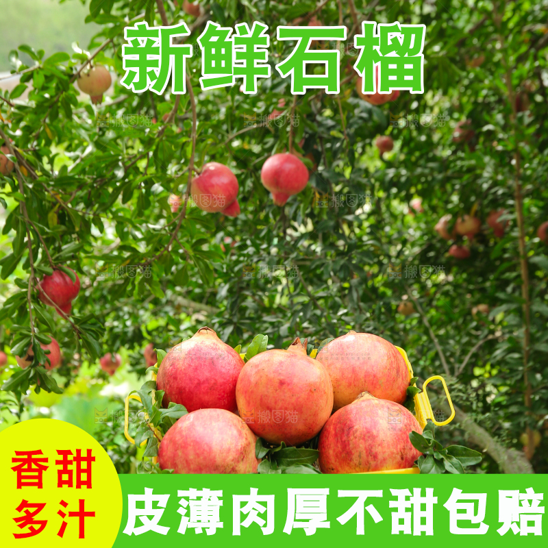 石榴产地