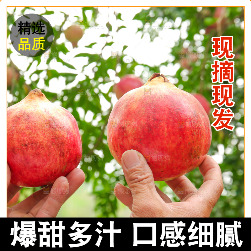石榴产地