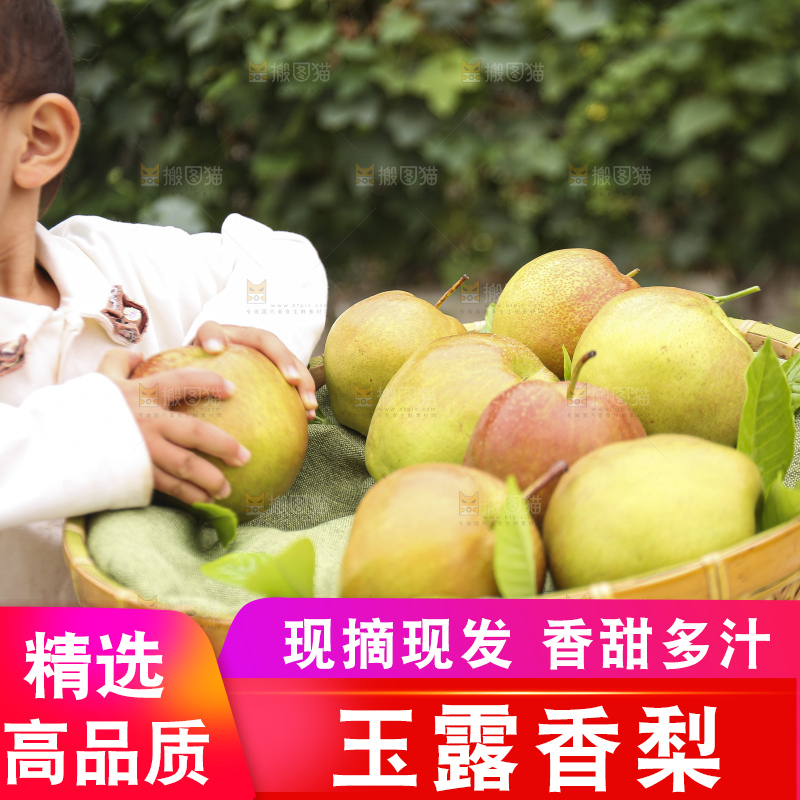 手里拿着玉露香梨