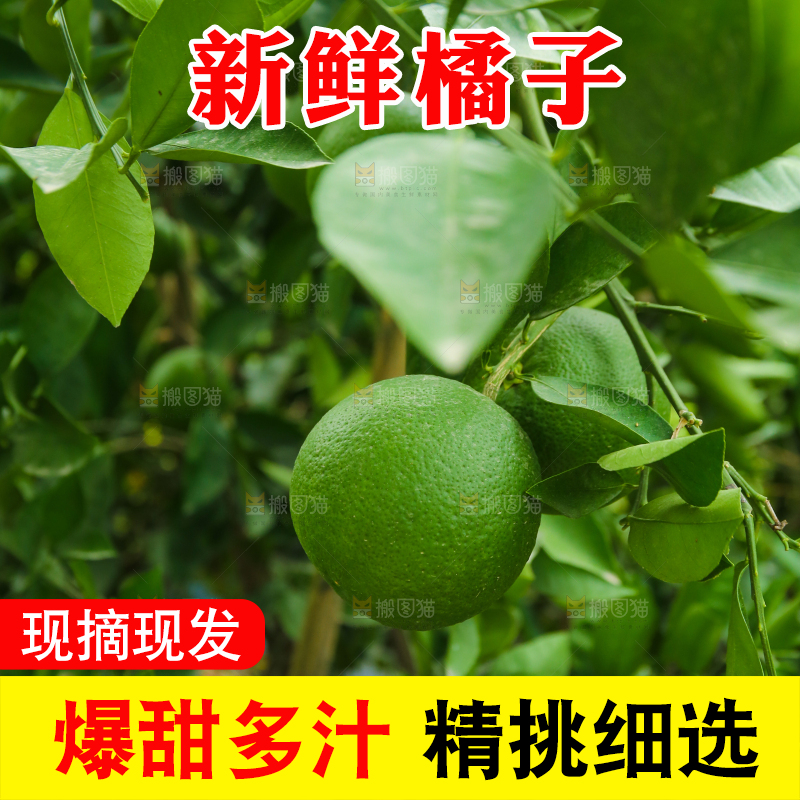 青橘产地