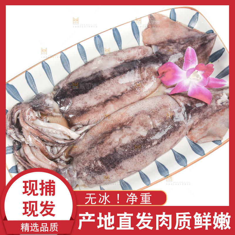 白底上的鱿鱼