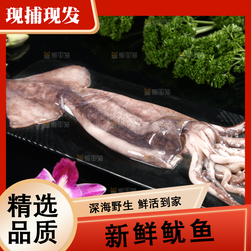 黑底上的鱿鱼
