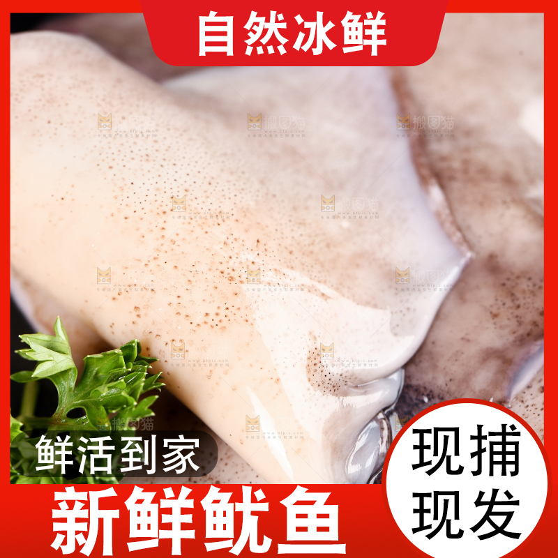 黑底上的鱿鱼