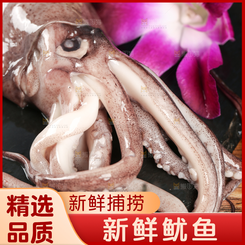 黑底上的鱿鱼