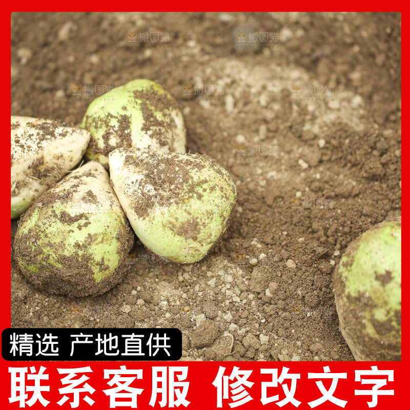 地里的芥菜头