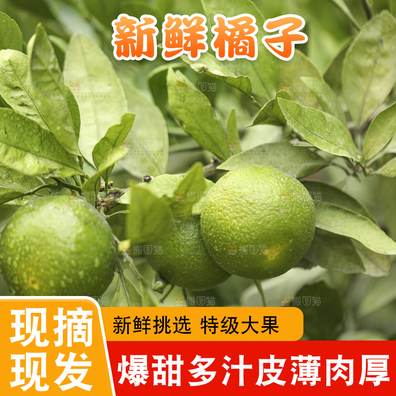 户外的青橘