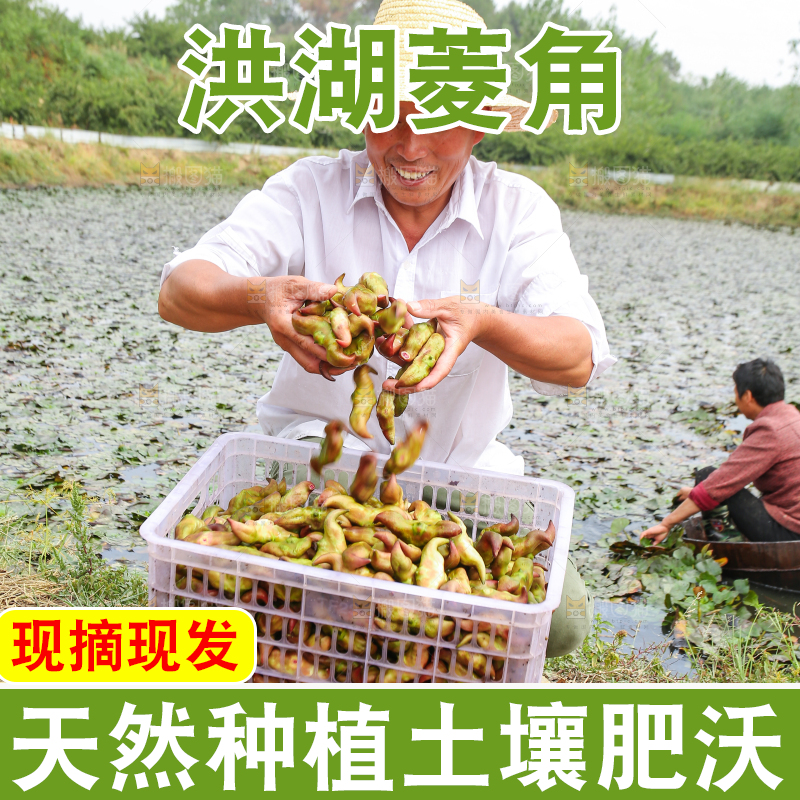 新鲜洪湖菱角采摘