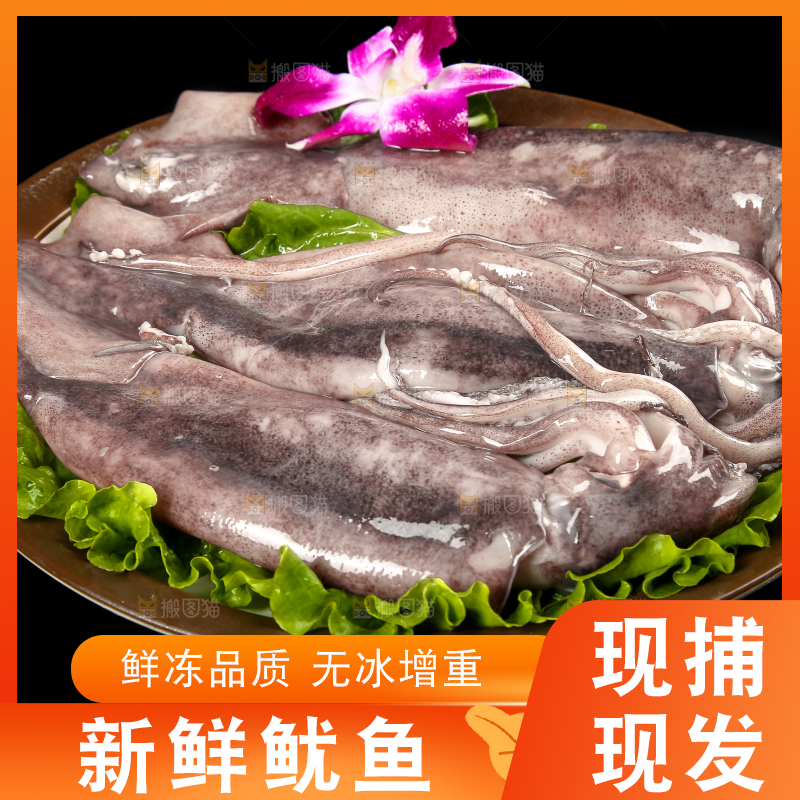 黑底上的鱿鱼
