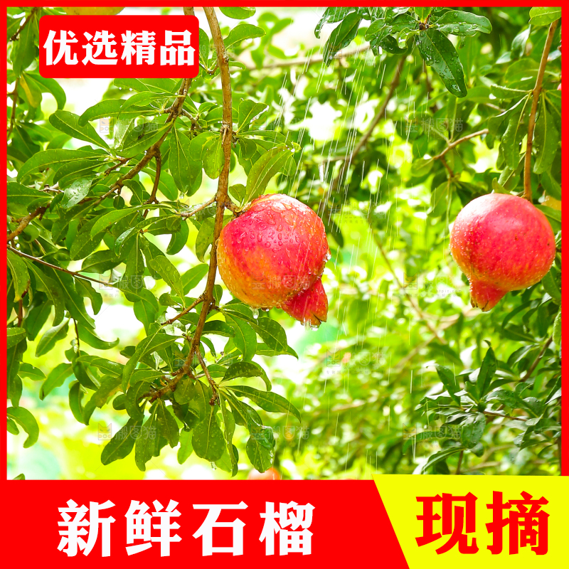 石榴产地