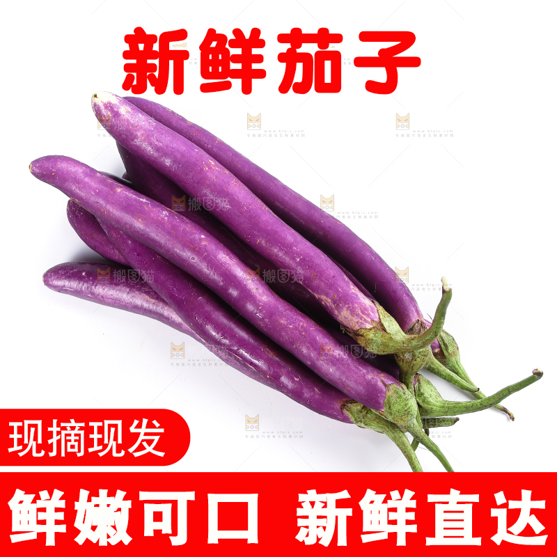 白底上的紫长茄子