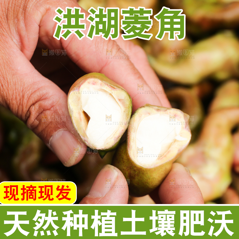 新鲜洪湖菱角采摘