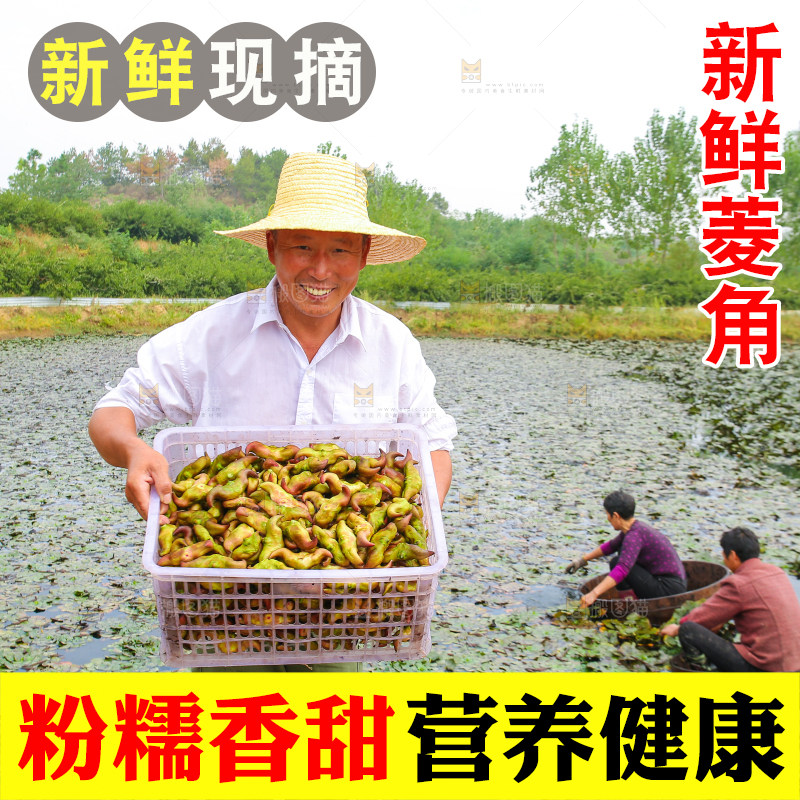 新鲜洪湖菱角采摘