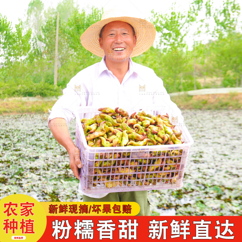 新鲜洪湖菱角采摘