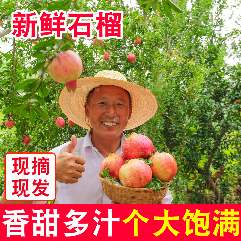 石榴产地