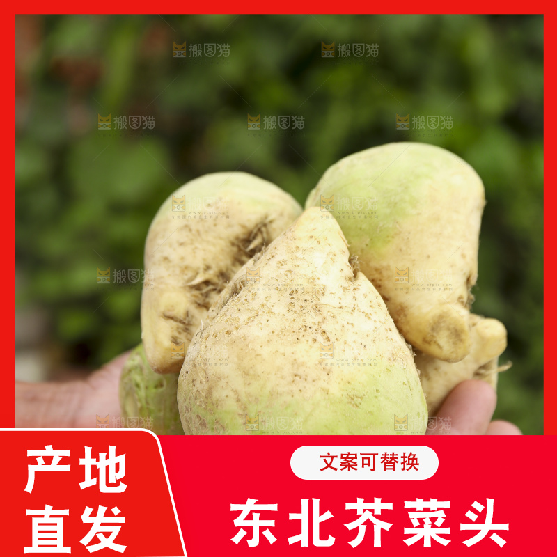 手里拿着大头芥菜
