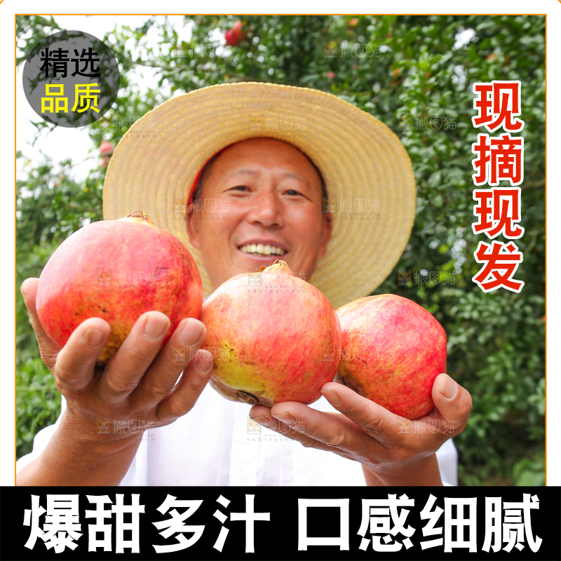 石榴产地
