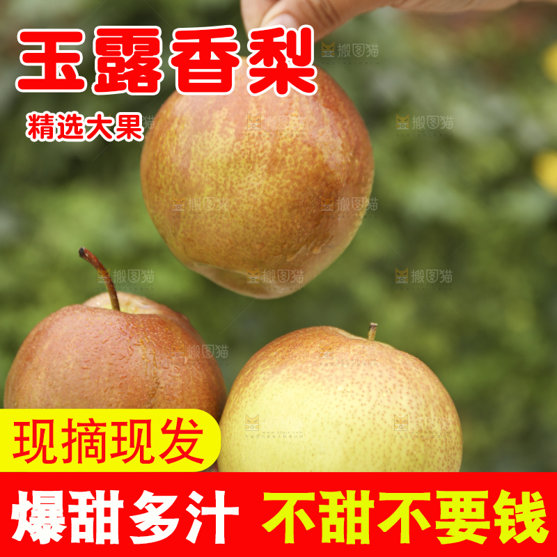 手里拿着玉露香梨