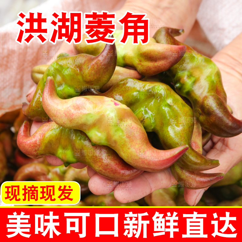 新鲜洪湖菱角采摘