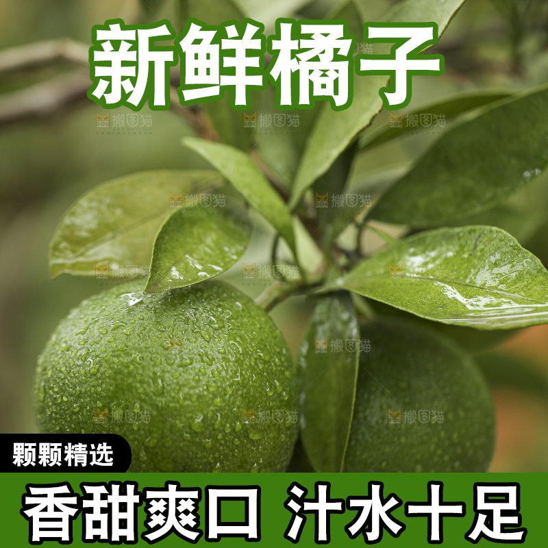 户外的青橘