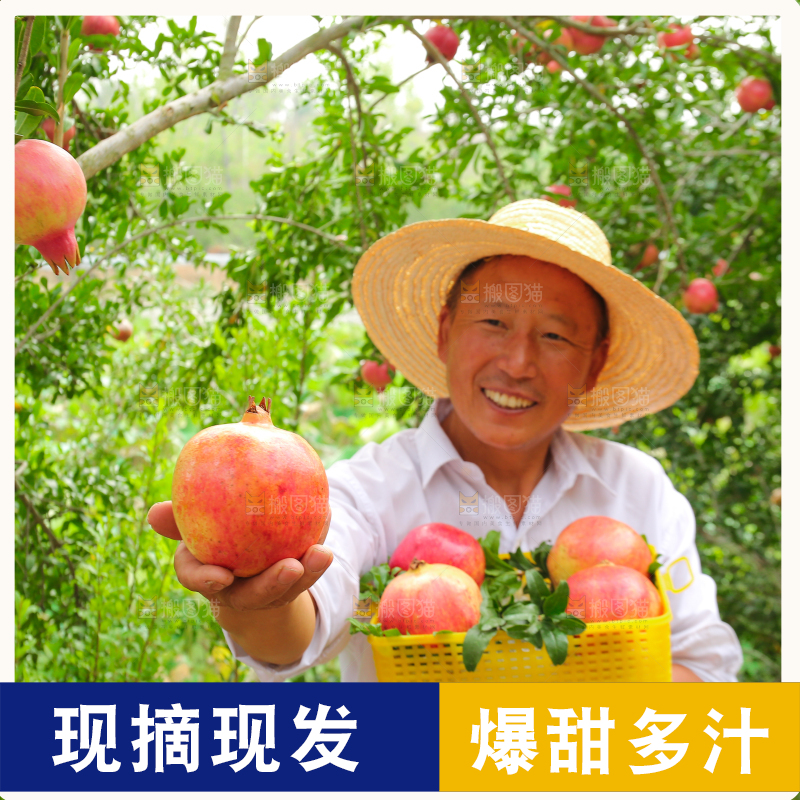 石榴产地