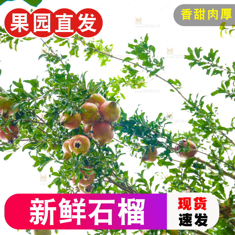 石榴产地