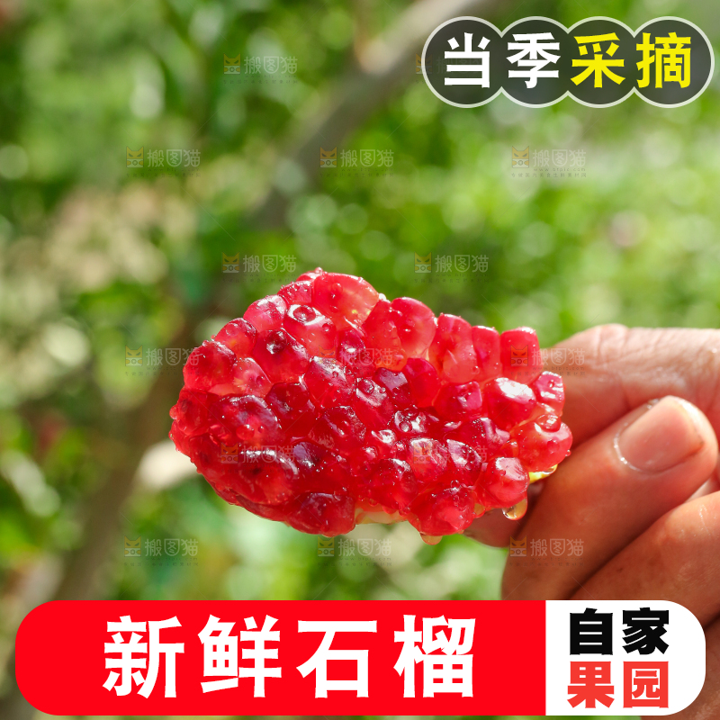 石榴产地