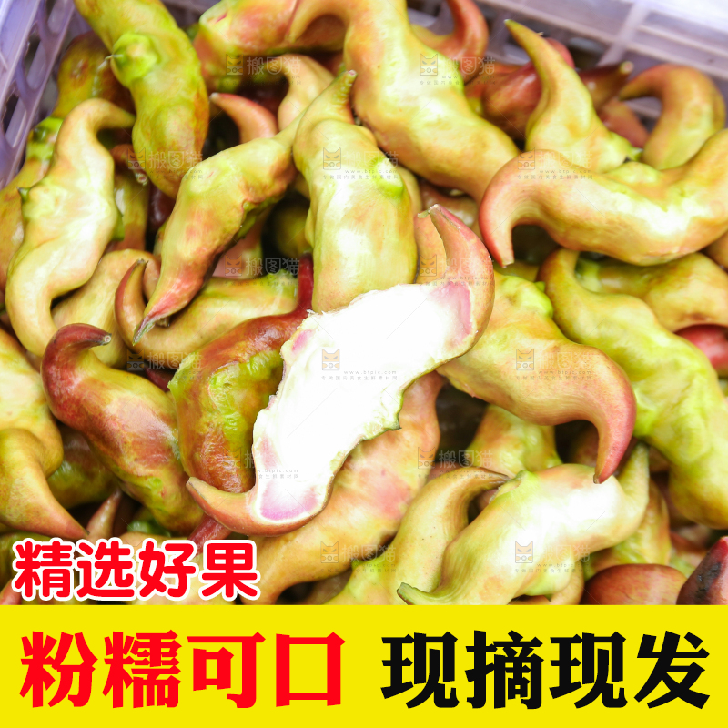 新鲜洪湖菱角采摘