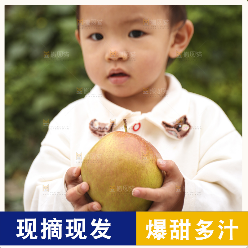 手里拿着玉露香梨