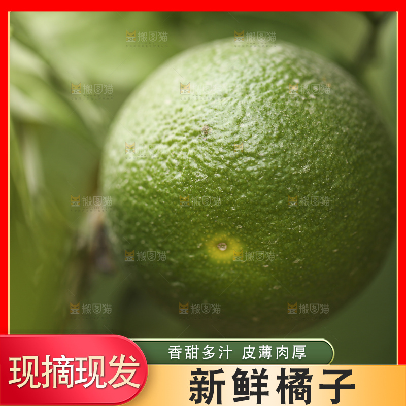 户外的青橘