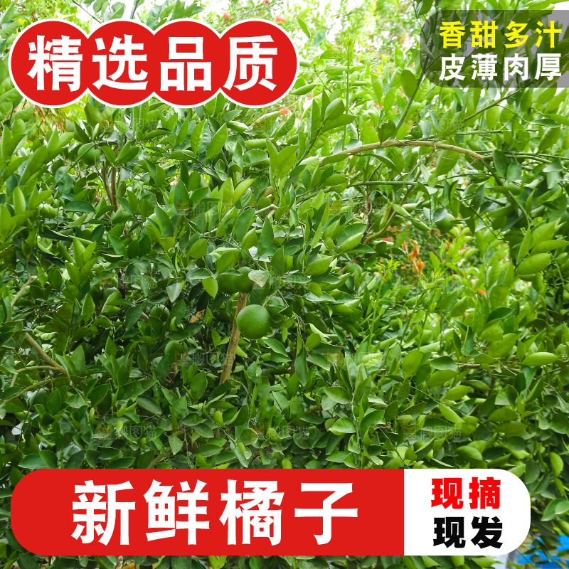 青橘产地