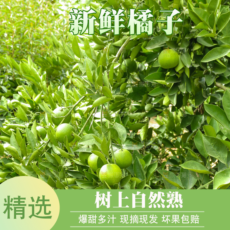 青橘产地