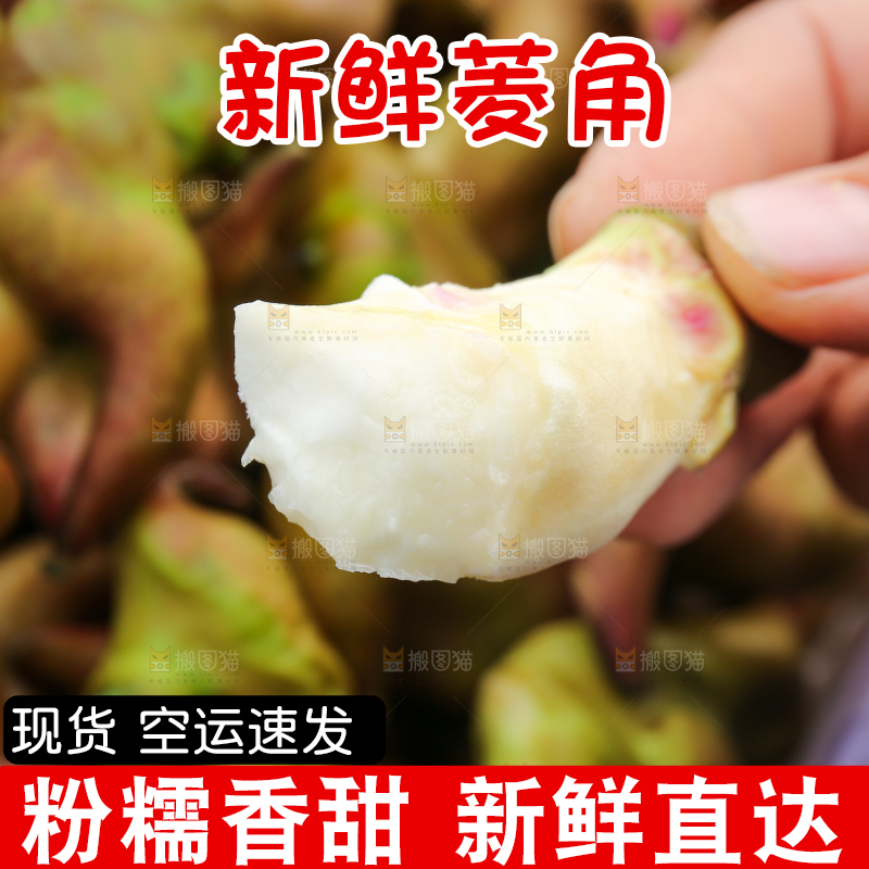 新鲜洪湖菱角采摘