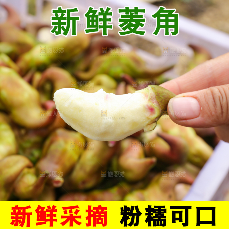 新鲜洪湖菱角采摘