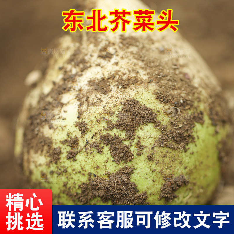 地里的芥菜头