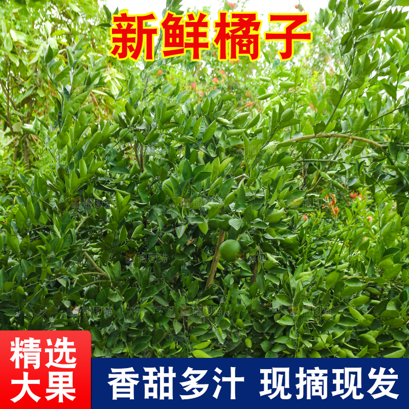青橘产地