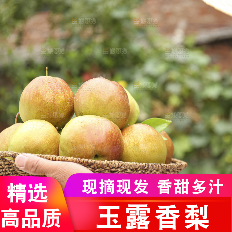 手里拿着玉露香梨