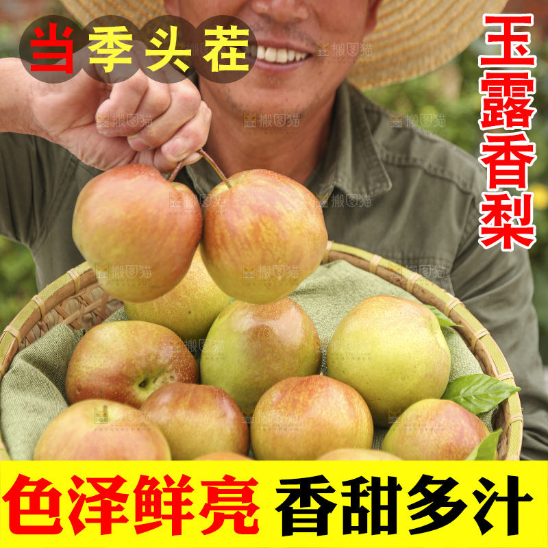 手里拿着玉露香梨