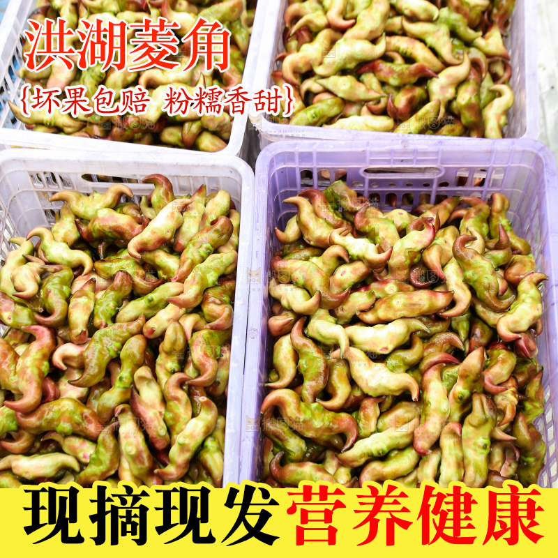 新鲜洪湖菱角采摘