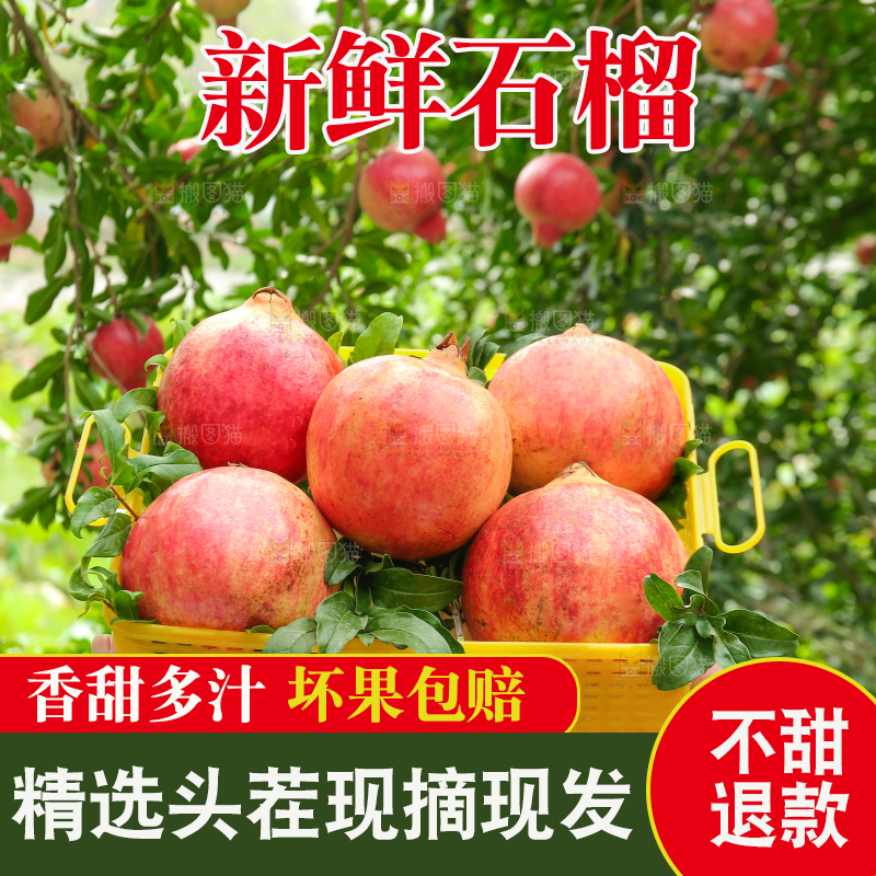 石榴产地