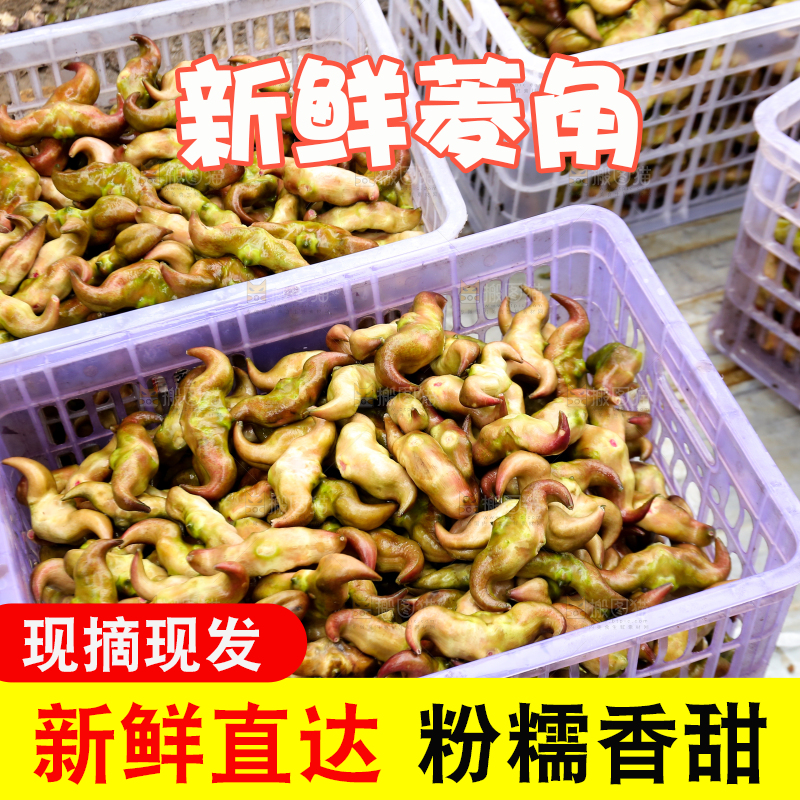 新鲜洪湖菱角采摘