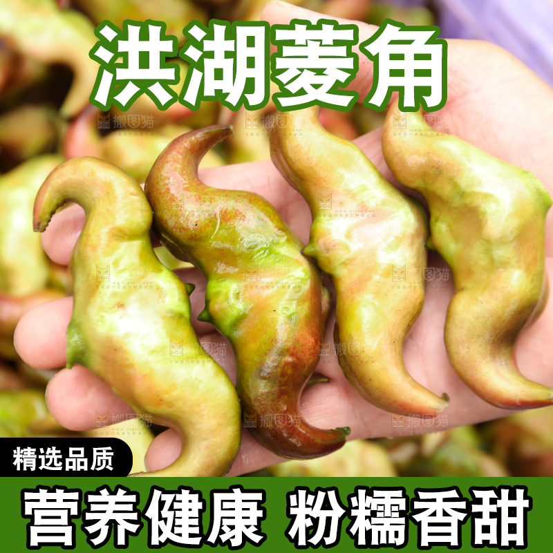 新鲜洪湖菱角采摘
