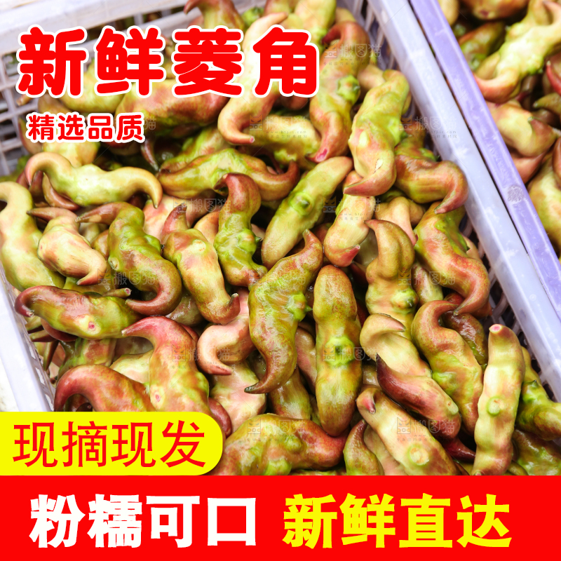 新鲜洪湖菱角采摘