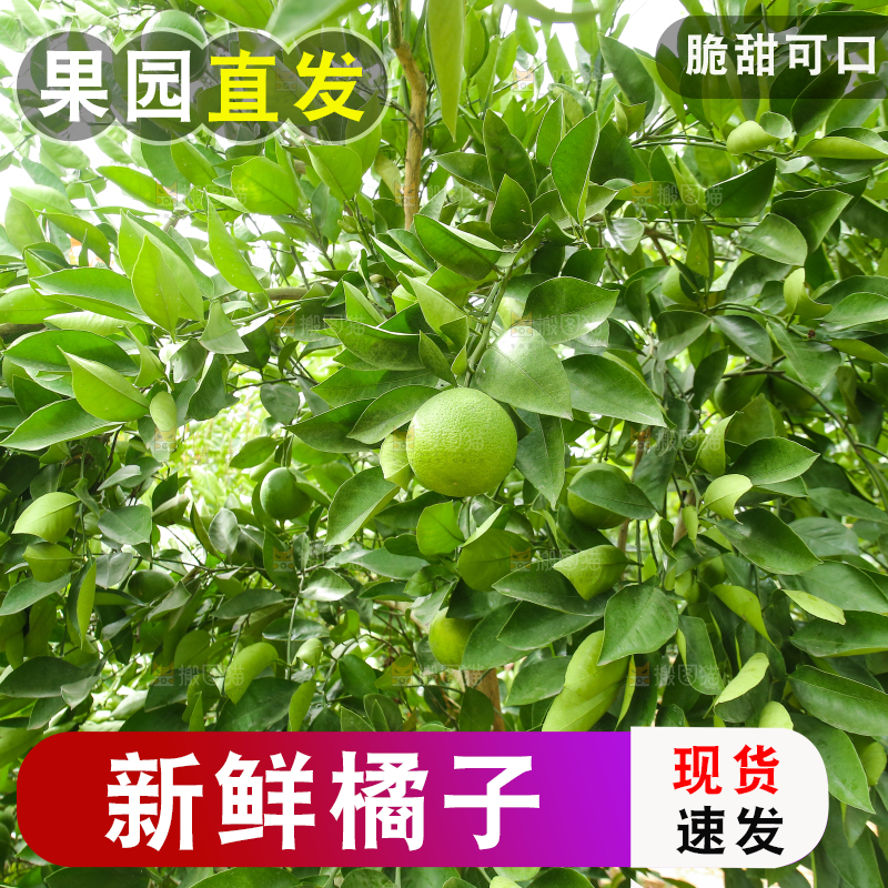 青橘产地