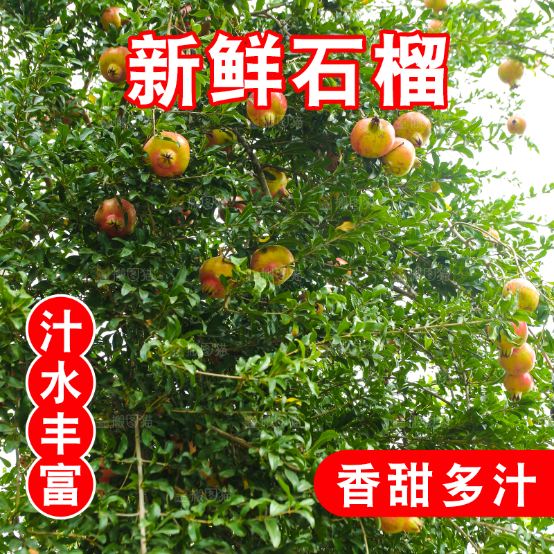 石榴产地