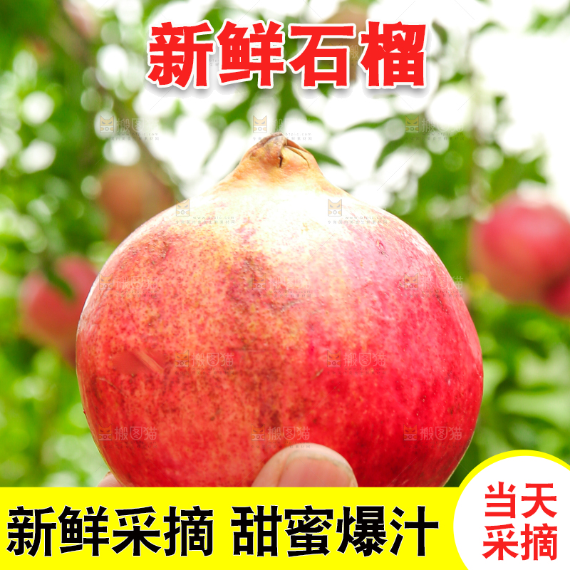 石榴产地