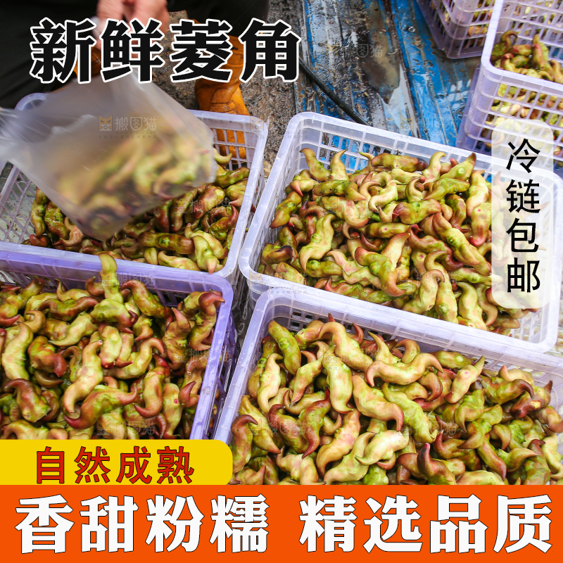 新鲜洪湖菱角采摘