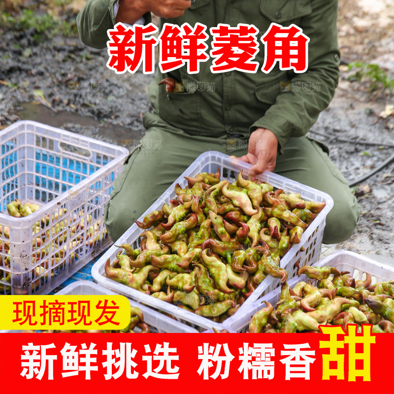 新鲜洪湖菱角采摘
