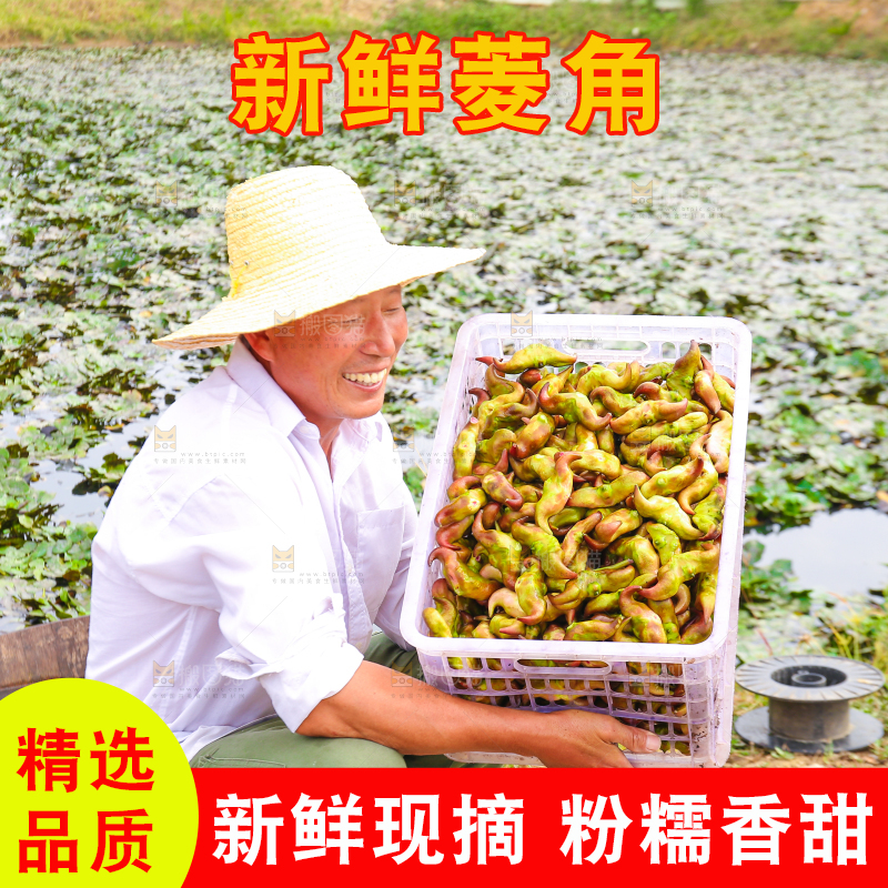 新鲜洪湖菱角采摘
